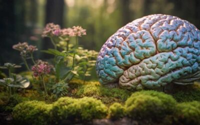 Les adaptogènes pour soutenir la fonction cognitive et la mémoire